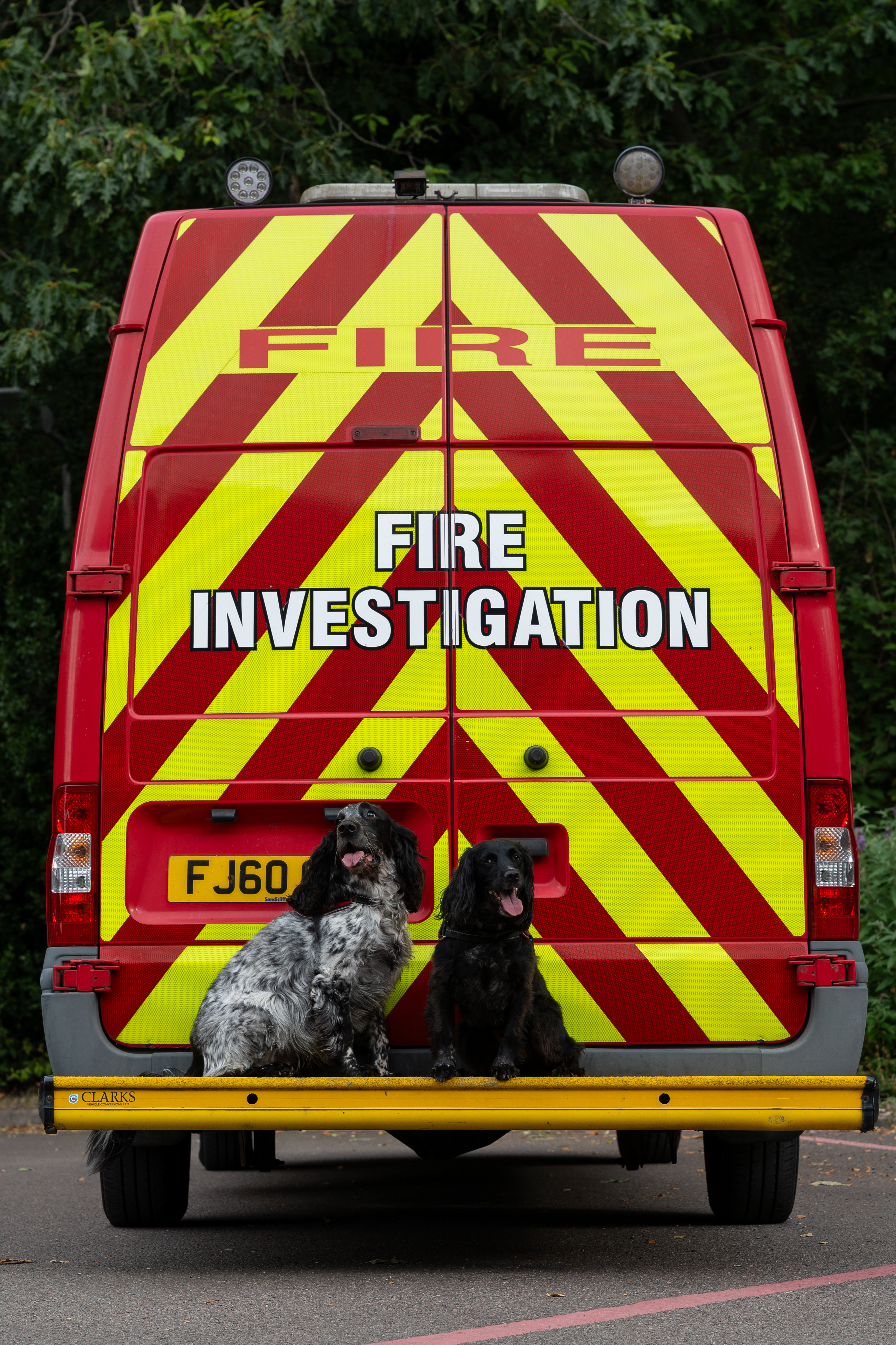 FI Dogs Ginny and Barney looking to camera on FI van