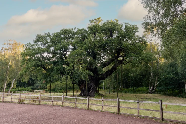 The Major Oak in Sherwood forest