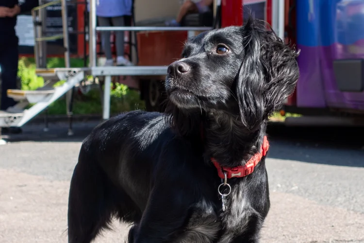 Ginny, one of the East Midlands fire investigation dogs.