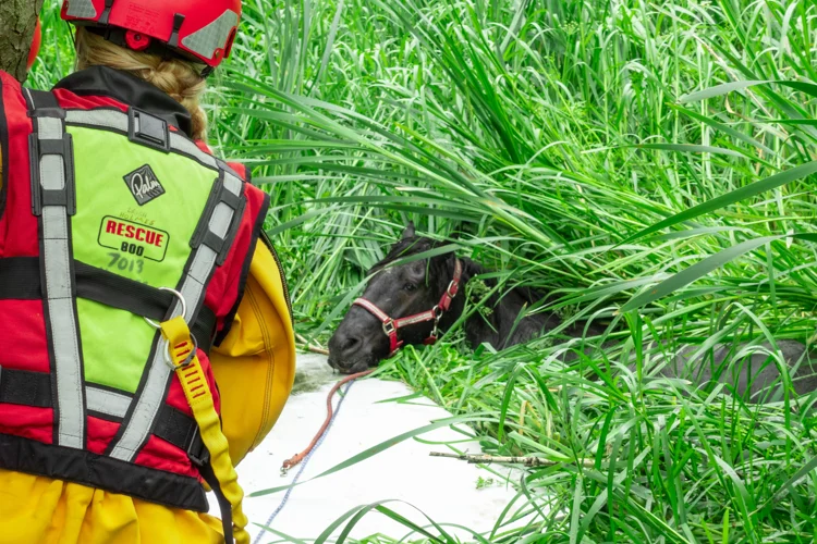 Magic the horse stuck in a bog with his head out of the water, looking on to a firefighter in water rescue kit.