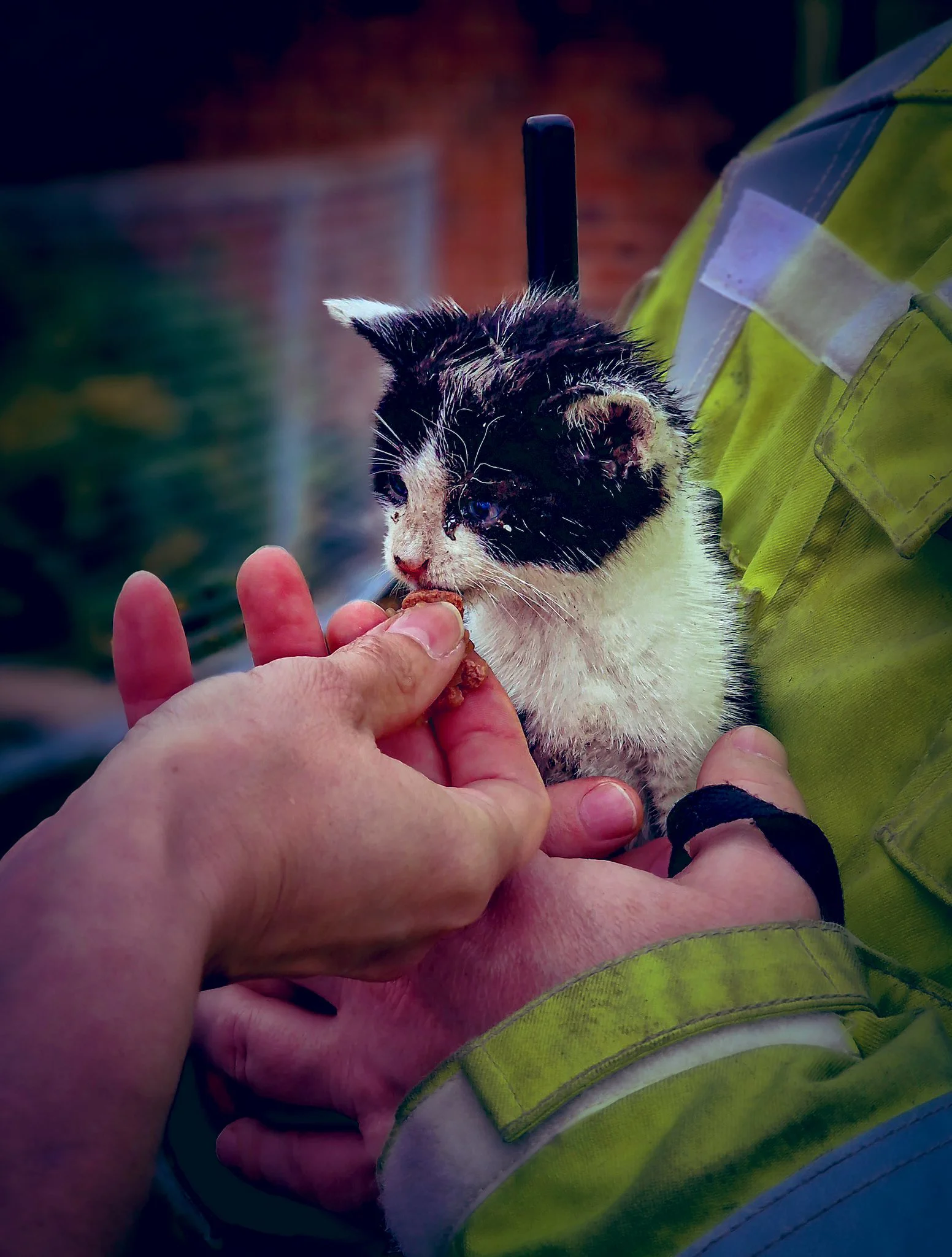 hands hold a tiny kitten and offer it some food