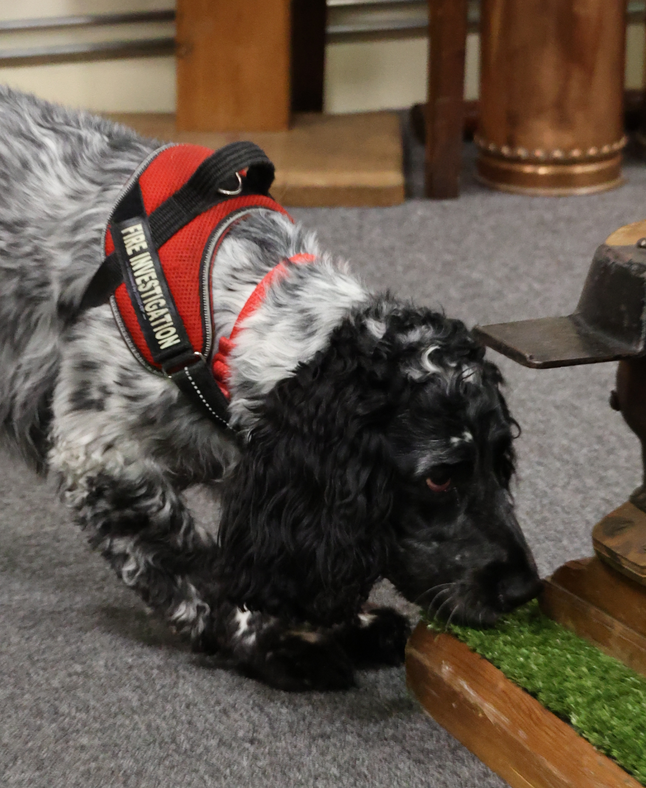 FI dog sniffing