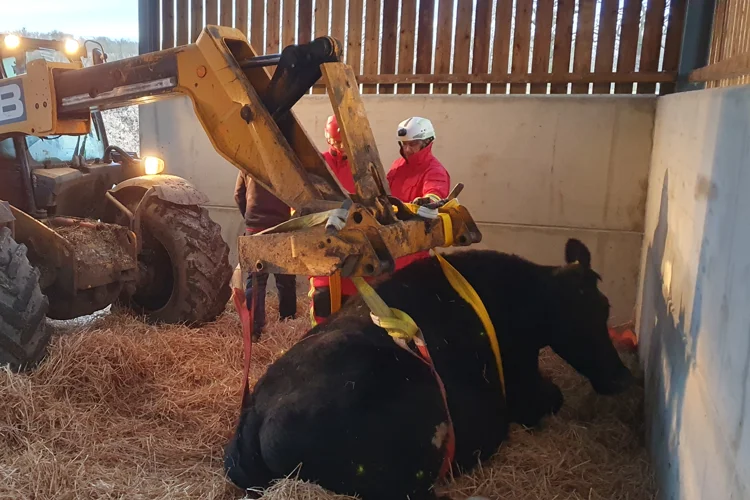 A tele-handler helps to move Billy the bull