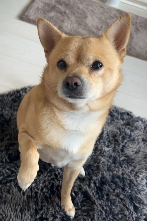 Buddy the dog, a Pomeranian crossed Chihuahua