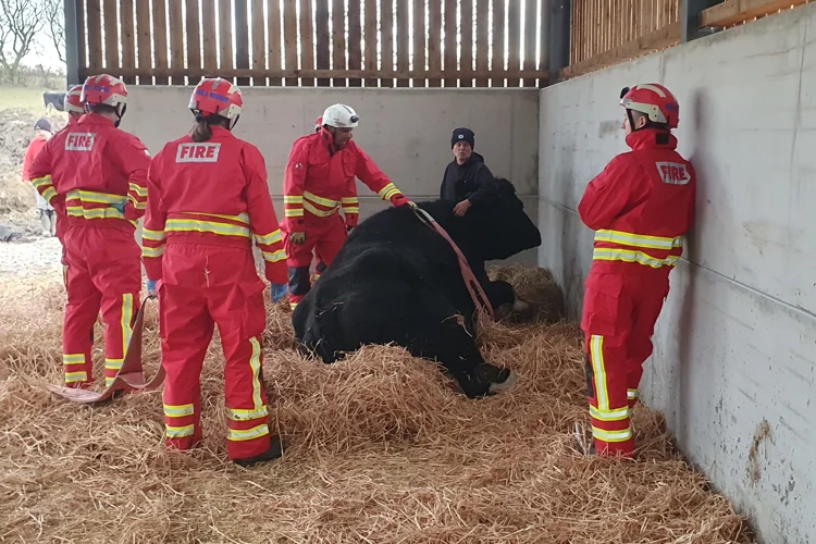 Billy the bull surrounded by rescuers