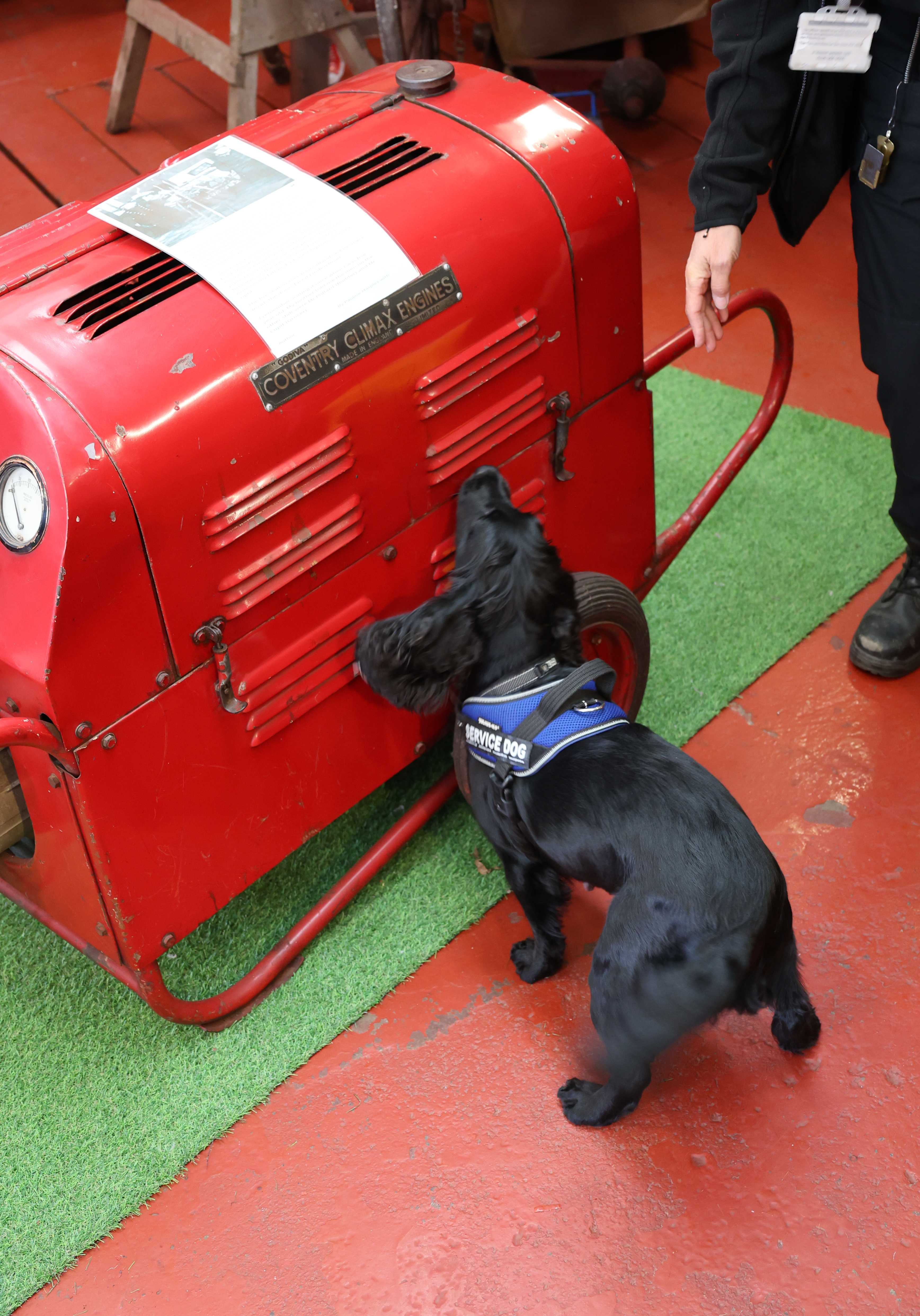 FI dog sniffing