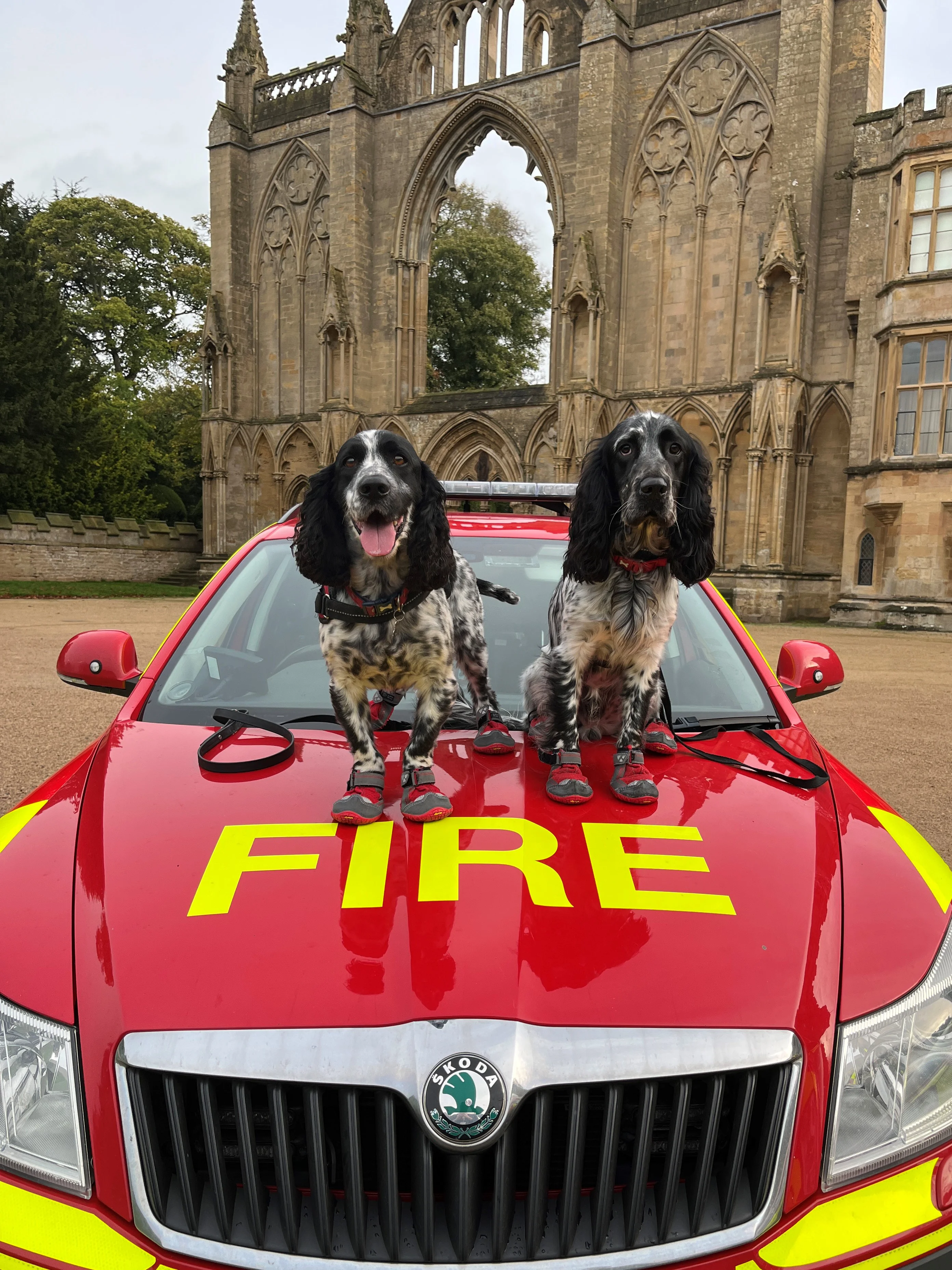 Fire investigation dogs Dexter and Barney sat on the bonnet of a car