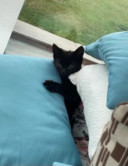 Ash the cat on a pillow